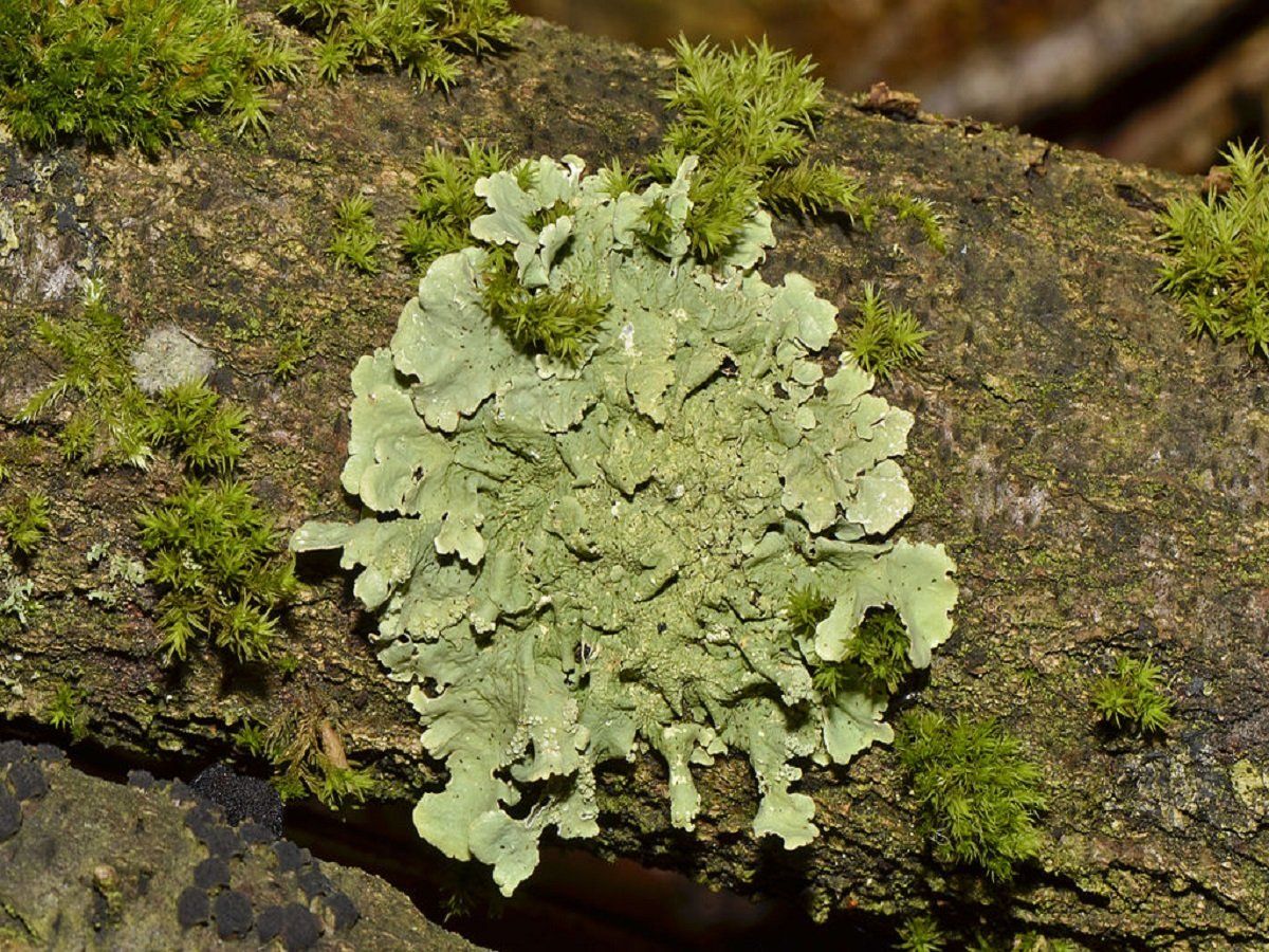 Uttarakhand gets first Lichen Park, attempt to preserve Jurassic Era