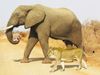 lion elephant