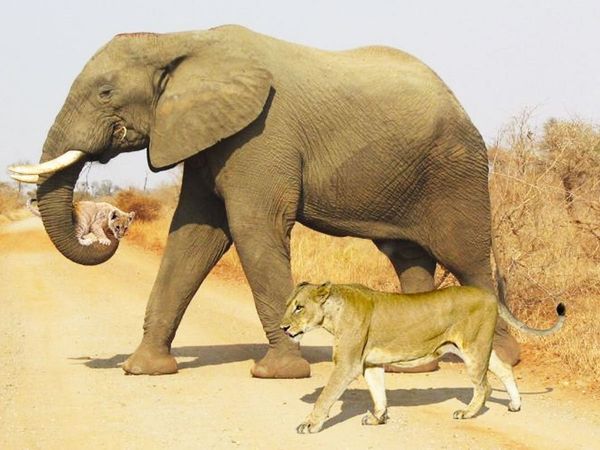 lion elephant