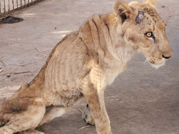 Sudan photos of malnourished and sick African lions go viral online campaign began to save them