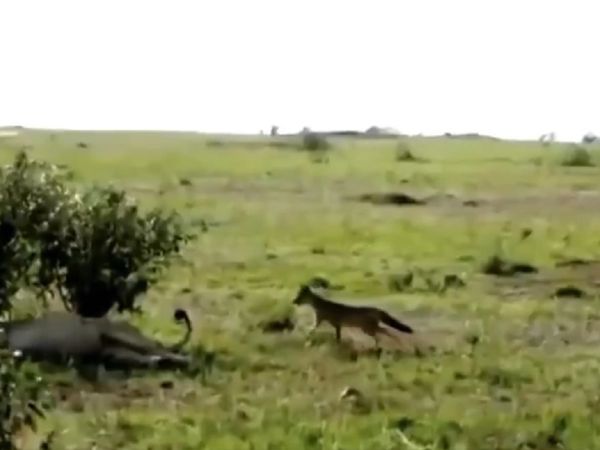 आराम फरमा रहा था शेर, तभी सियार ने पीछे से खींच ली पूंछ, कुछ ऐसा रहा 'जंगल के राजा' का रिएक्‍शन [Video]