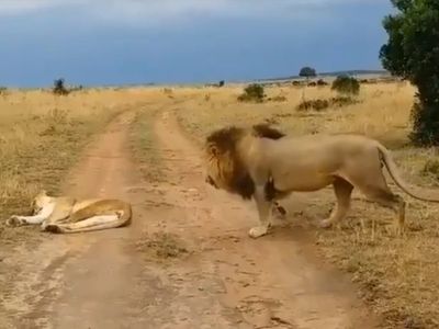 lion lion