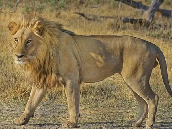 'टाइगर से म‍िलने जा रहा हूं', घर से यह कहकर निकला शख्‍स चिड़‍ियाघर पहुंचा और शेर के पिंजड़े में कूद गया (फाइल फोटो)