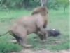 Lion Attack on eagle watch shocking video share on social media