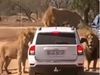 Three Lions Attack on Car Then What Happened Watch Google Trends Viral Video