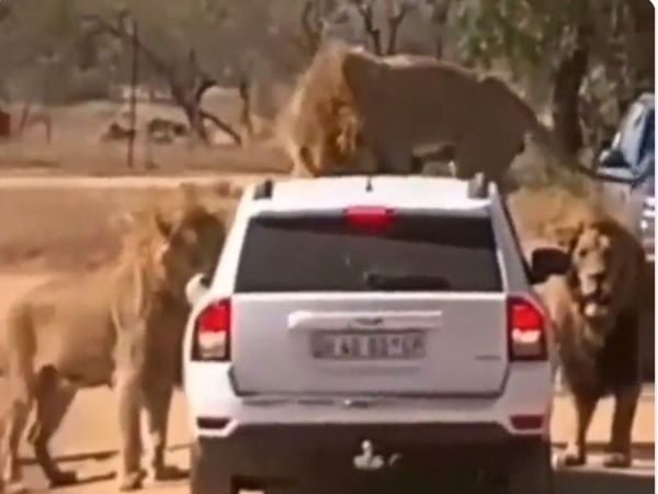 Three Lions Attack on Car Then What Happened Watch Google Trends Viral Video