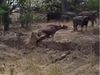Shocking Video Lioness Attack On Buffalo Then What Happened Watch Viral Video