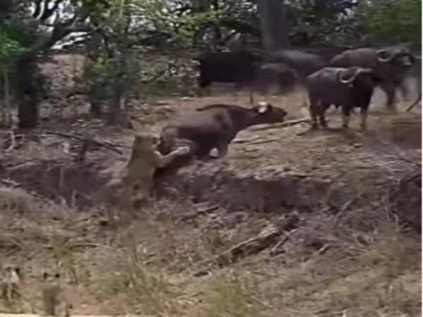 Shocking Video Lioness Attack On Buffalo Then What Happened Watch Viral Video