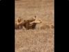  Two Lioness Attack on Lion Watch Shocking Viral Video
