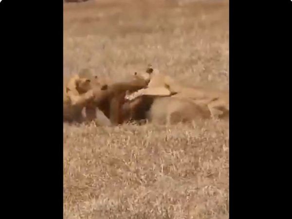  Two Lioness Attack on Lion Watch Shocking Viral Video