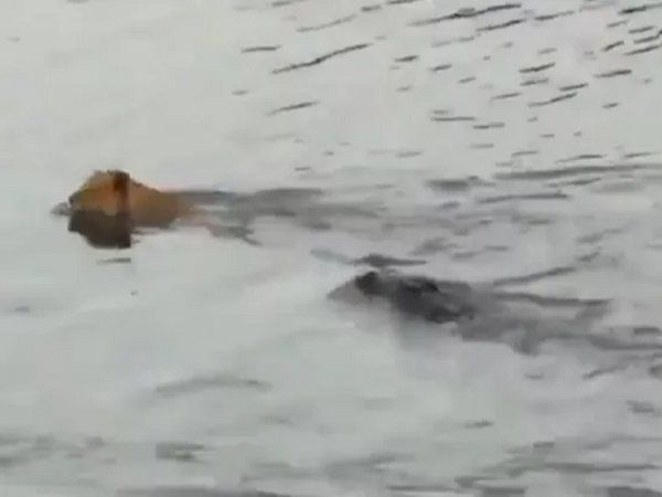 lion crocodile viral video
