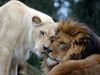 lion lioness love story