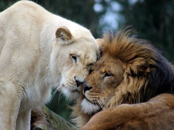 lion lioness love story