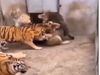 Lion And tiger viral Video Lion Tiger Fight Viral Video In hindi