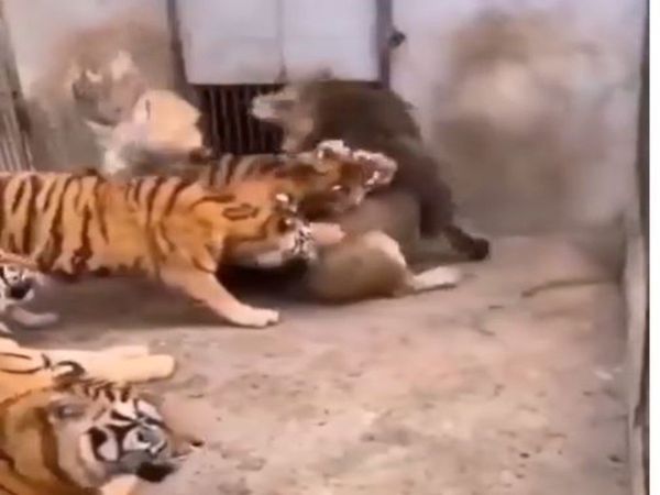 Lion And tiger viral Video Lion Tiger Fight Viral Video In hindi