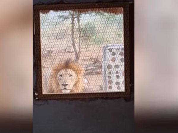 viral video man making coffee in kitchen and lion started roaring outside the window video goes viral