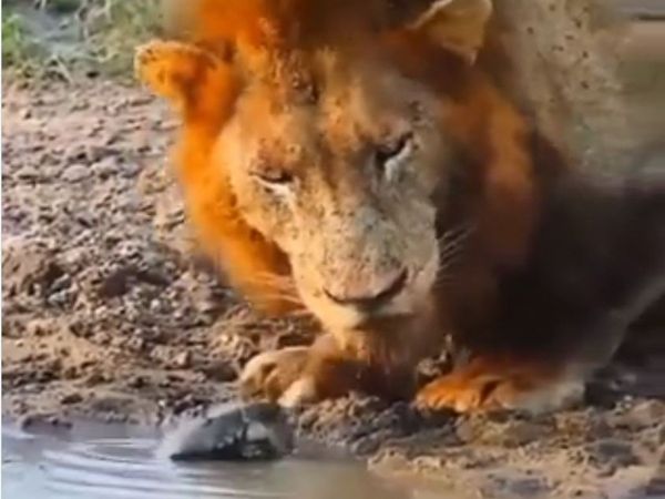 Lion turtle funny viral video in hindi