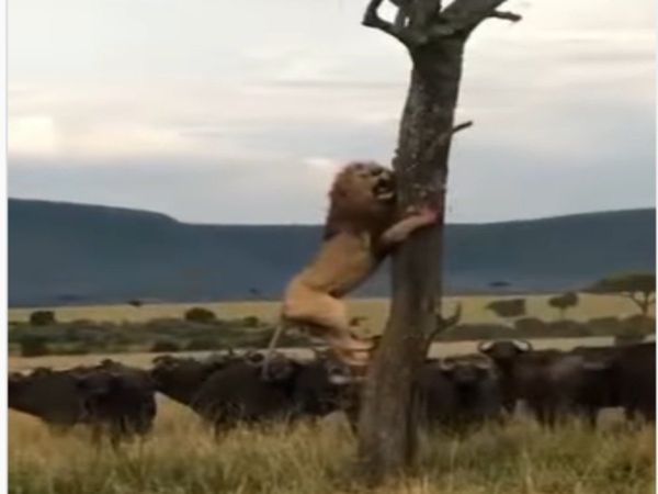 Buffalo attack on lion then what happened watch shocking video