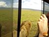 Lion Viral Video Man Click Pic Of Lion Then What Happened Watch Viral Video
