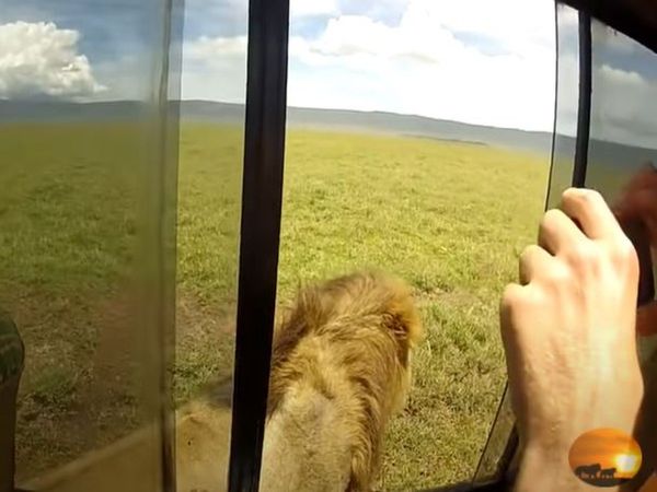 Lion Viral Video Man Click Pic Of Lion Then What Happened Watch Viral Video