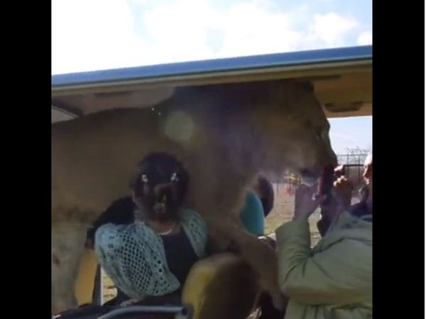 Animal Video Lion entered tourist car then what happened watch Viral Video