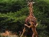 Lions Attack On Giraffe Then What Happened Must Watch Viral Video