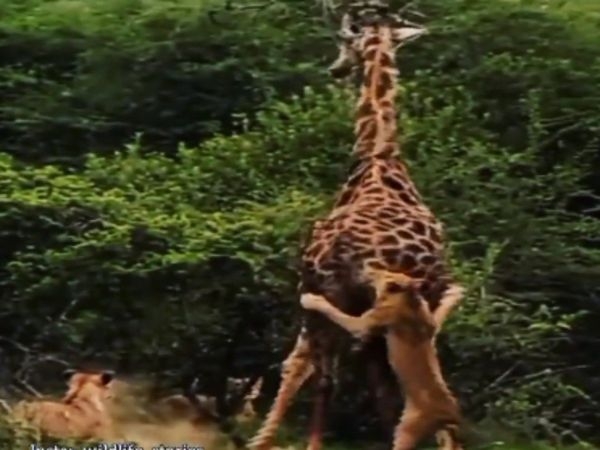 Lions Attack On Giraffe Then What Happened Must Watch Viral Video