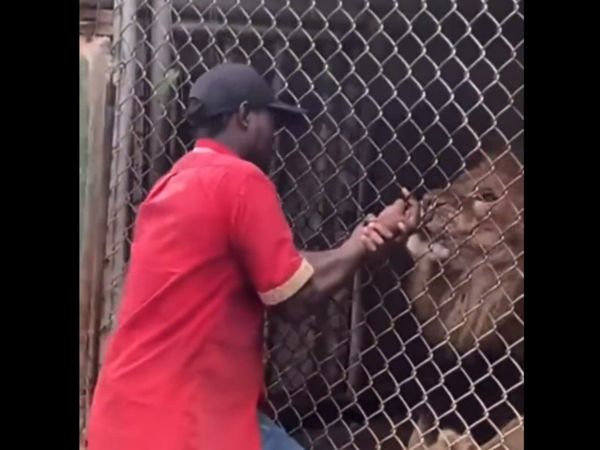 Shocking Video Lion Attack Video Goes Viral Must Watch