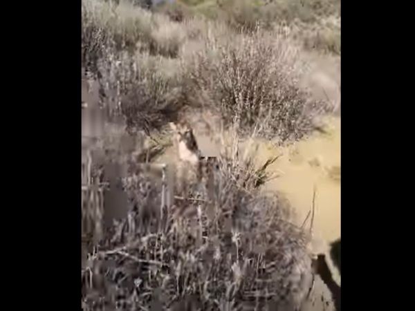 Lion Video Lion Attack on Tourist Shocking Viral Video in Hindi