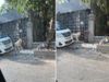 Lion wanders on Cambodia streets Video goes viral 