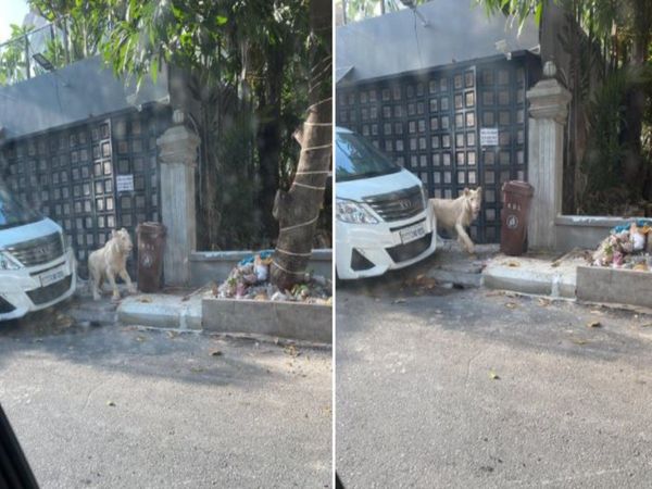 Lion wanders on Cambodia streets Video goes viral 