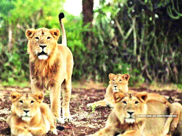 Lions in India