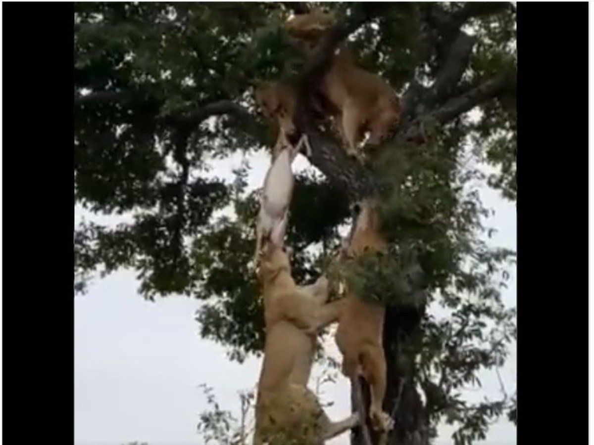 Shocking Video: एक शिकार 6 शिकारी, जब एक साथ हिरण पर टूट पड़े कई शेर, दिल थामकर देखें वीडियो