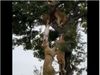 6 lions fight for deer over tree ifs share video goes viral on social media