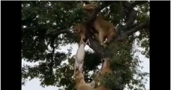 Shocking Video: 6 lions fight for deer over tree if share video goes viral on social media