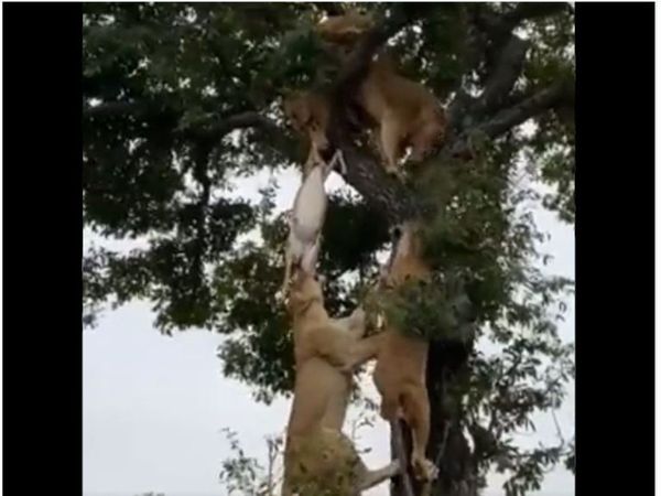 6 lions fight for deer over tree ifs share video goes viral on social media