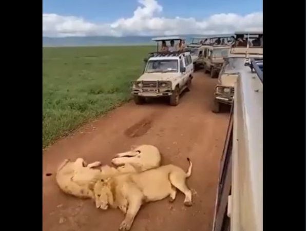Lions Viral Video