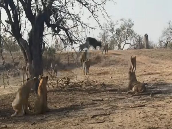 Lions Attack On Buffalo Watch Shocking Video Goes Viral