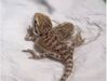 Lizard With Two Head And Two Mouth Shocking Video Goes Viral