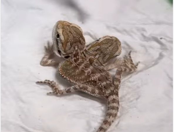 Lizard With Two Head And Two Mouth Shocking Video Goes Viral