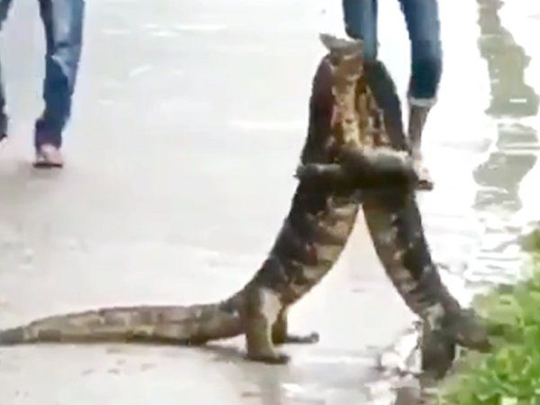  lizards hugged like humans