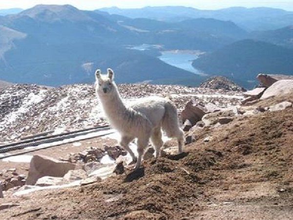 Llama