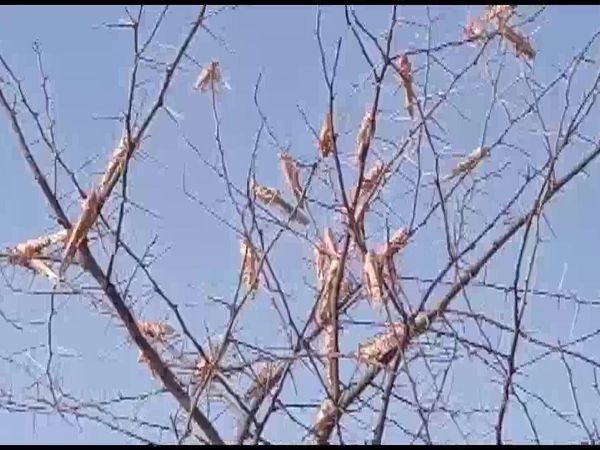 Locust Attack: कोरोना संकट के बीच टिड्डों का हमला, राजस्‍थान में दोहरी मार झेल रहे किसान
