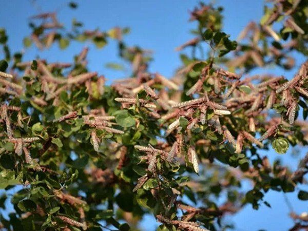 Locust threat to Delhi: दिल्लीवालों को परेशान होने की जरूरत नहीं, टिड्डियों के हमले का खतरा नहीं