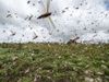 Climate Crisis Brings India's Worst Locust Invasion in Decades