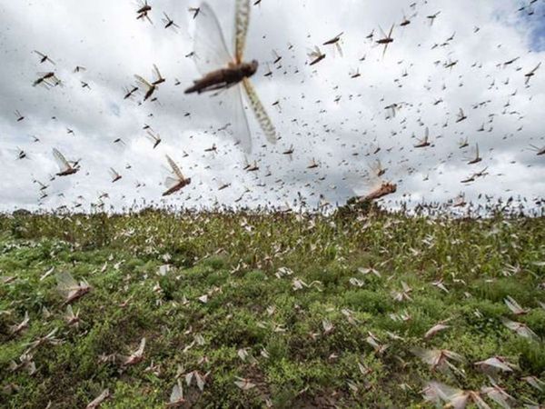 Climate Crisis Brings India's Worst Locust Invasion in Decades