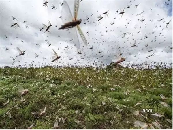 किसानों के लिए मुसीबत बने टिड्डी दल, बचाव के लिए इन उपायों को अपनाएं
