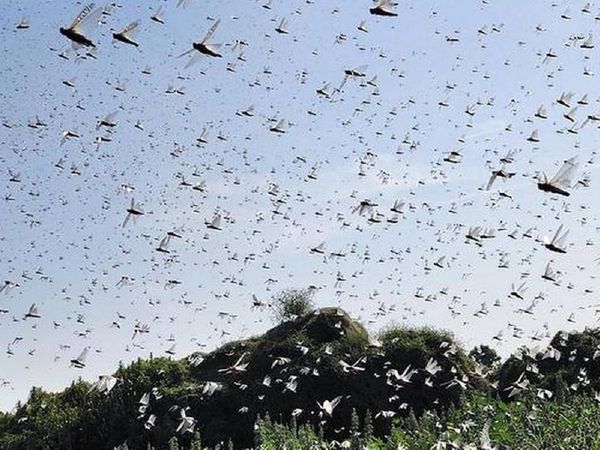 locust swarms