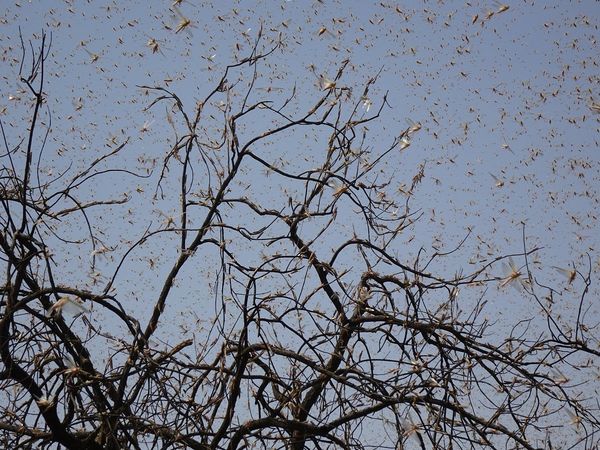 locust swarm