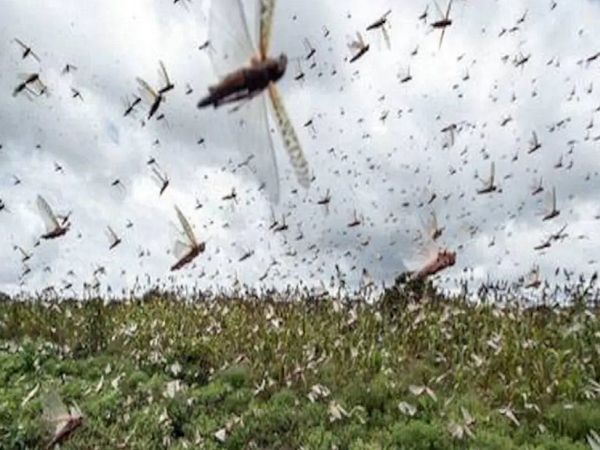 locust swarm attack